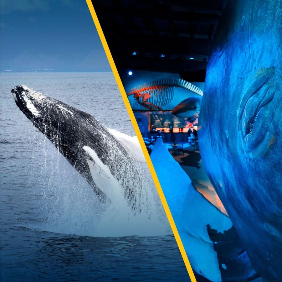 Reykjavík: Whale Watching & Whales of Iceland Museum Combo image 1