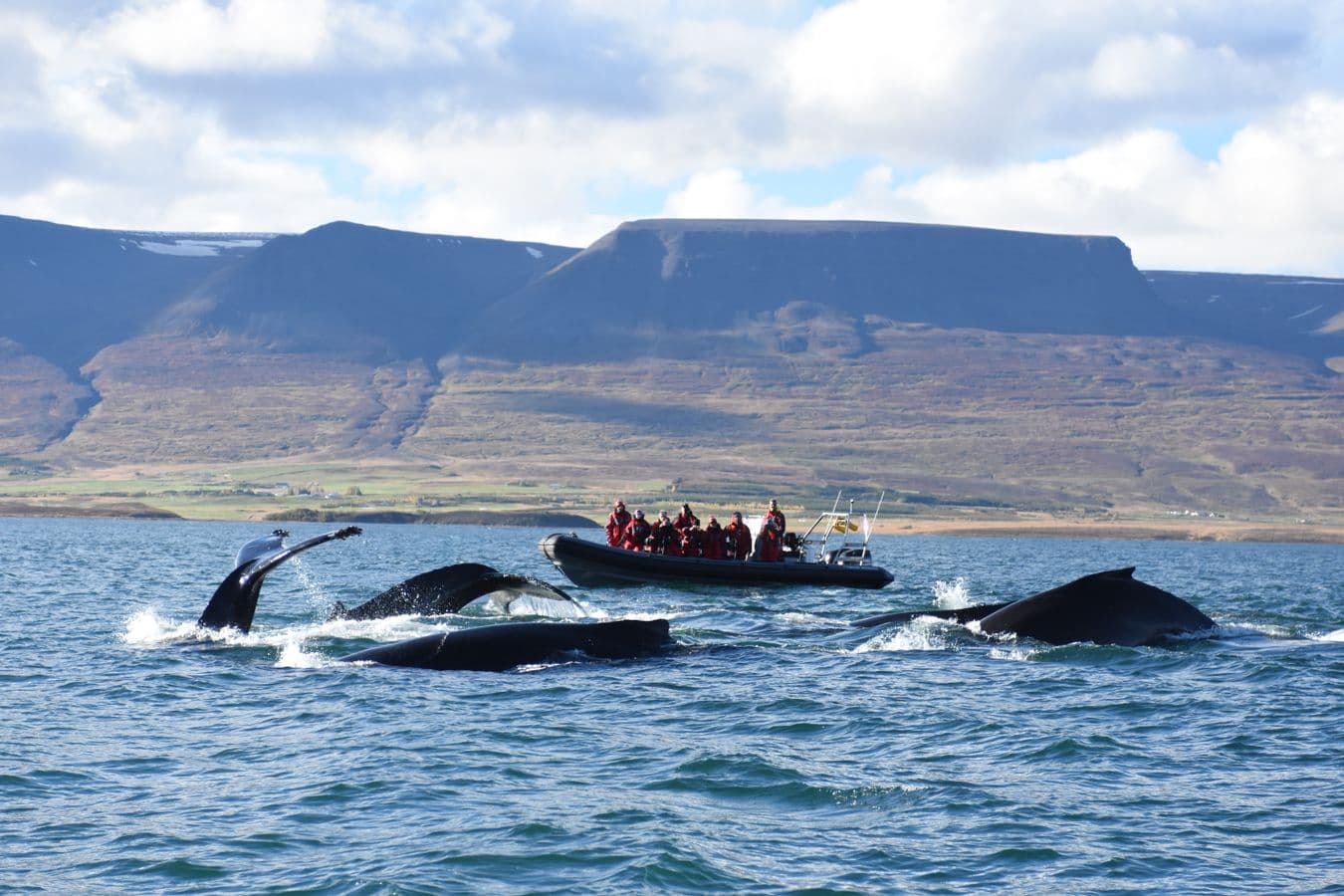 Akureyri: RIB Boat Whale Watching Tour in Eyjafjord image 1