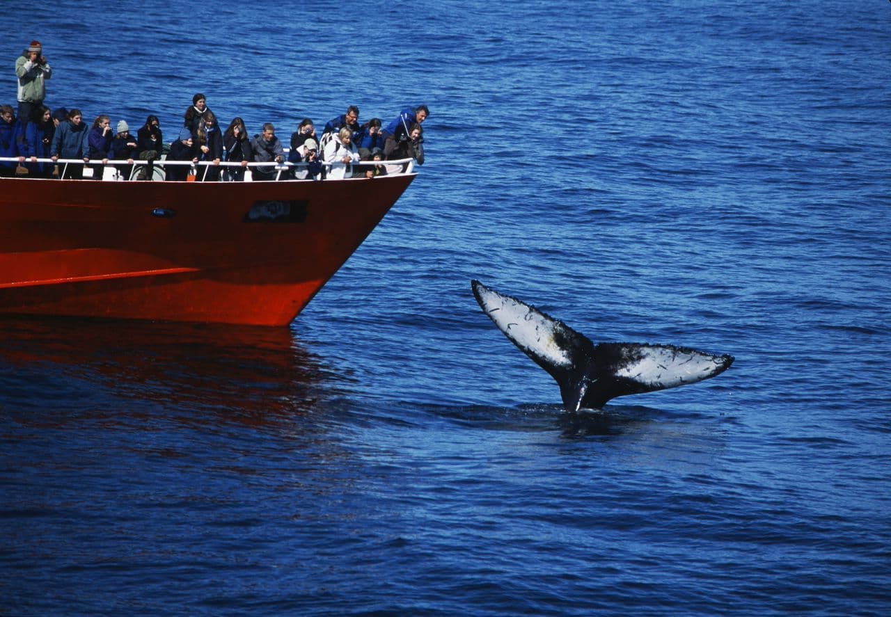 Whale Watching in Faxaflói Bay – Reykjavík Boat Tour image 1