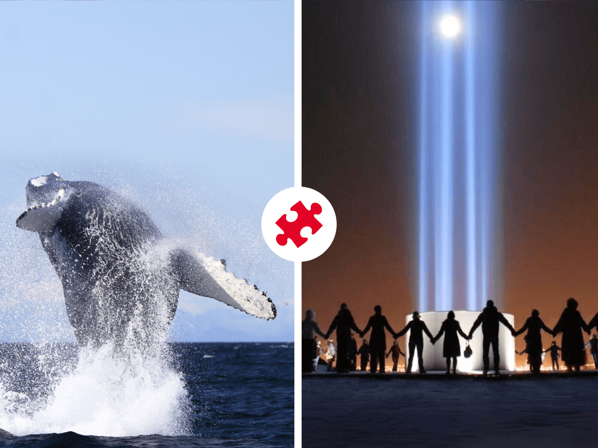 Whale Watching & Imagine Peace Tower Combo, Reykjavík image 1